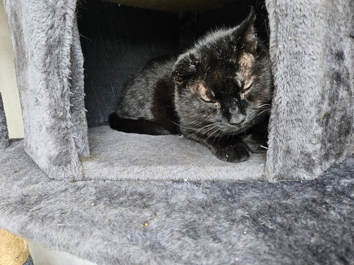 HurricaneHam's tweet image. Ive had 2 coffee and bananana and im still dead on my feets.

Ild love to just go back to sleep.. but 1st i need this children that is haunting the yard to shut the fuck up with the screaming and slamming doors.

Not pictured.  Someone else kids.m