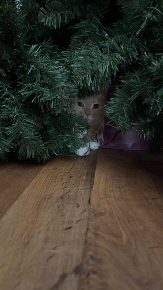 cheetotheorange's tweet image. lorkin in  the chadows …