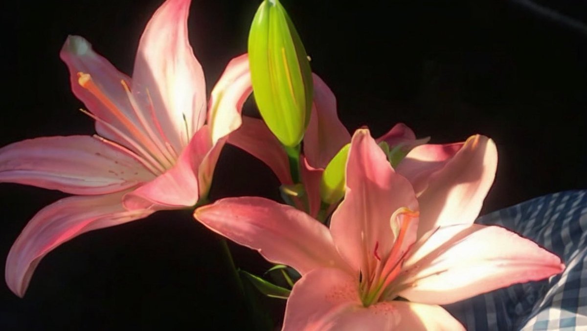 𝗟𝗲𝗲𝗻 (@1leio) on Twitter photo 