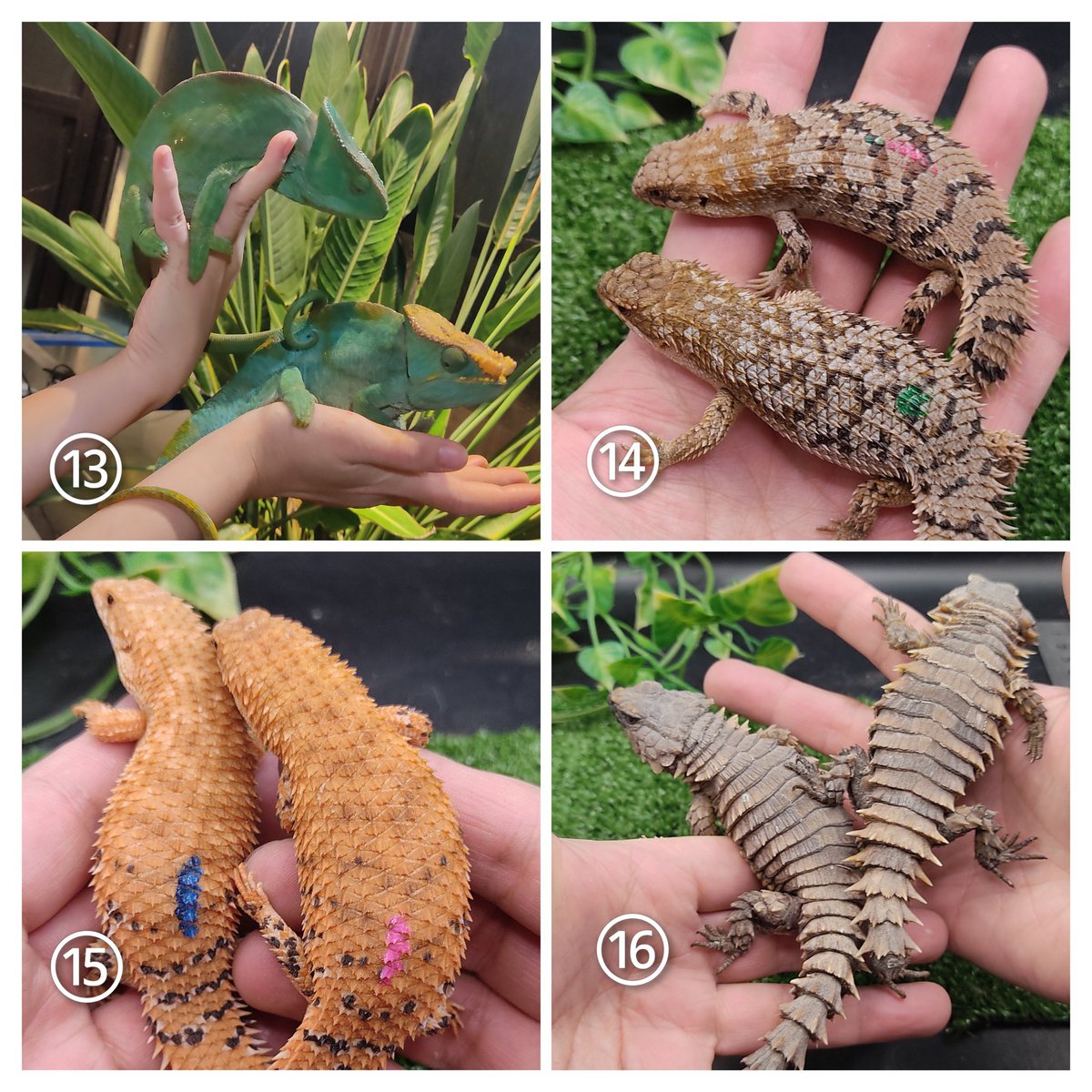 静岡でお会いしましょう🐢🦎
トゲコーラ　JRS静岡
ゾロ目市、限定1匹or1ペア、現金特価、先着
●11万円
①イグアナスノー
②フロリダハコガメ 25年度トゲコーラCB
●22万円
③ナミビアヒョウモンリクガメ♂約20cm
④インドホシガメ22年CB登録記号番号第250-006651号
⑤ストケスイワトカゲ ペアUSACB