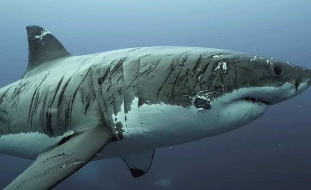 Toshi.bet 🈺 tweet media