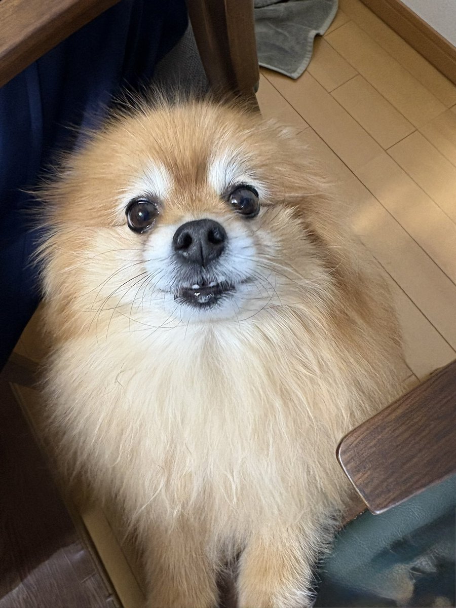 ganjyu2's tweet image. ポメ娘　夕ご飯食べていたらおこぼれハンターしにきました　ロックオンするともらえるまで動きません