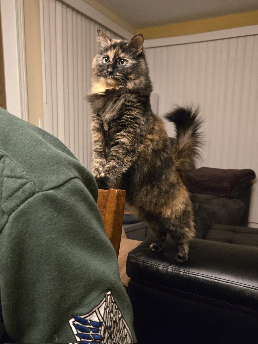 KiraGremlinCat's tweet image. evrey food your make everye bite your take,    I'll be wattchy you