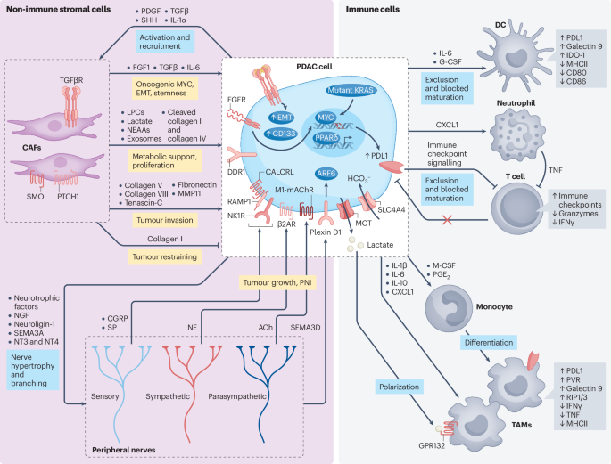 NatureRevCancer's tweet image. NEW content online! Heterocellular crosstalk and architecture of the pancreatic tumour microenvironment dlvr.it/TQNl6c
