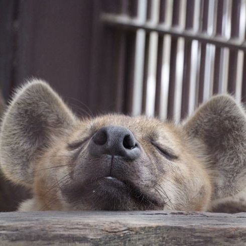 Hello everyone! I loved seeing my posts go viral like this! Thank you to everyone who shared and contributed to this rapid growth úwù)/❤️.

 I have several OCs that I'd like to introduce to you, maybe you'll like them~