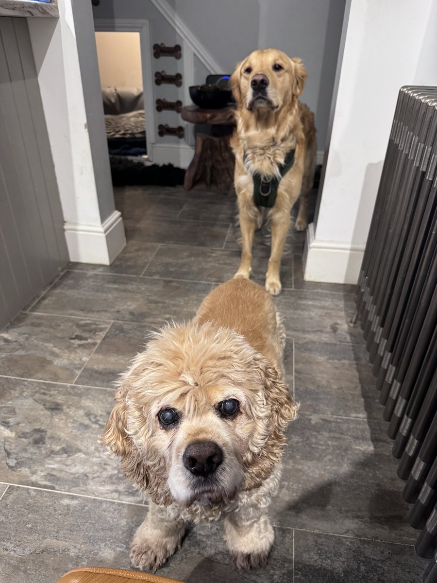 SpanielsSuper's tweet image. Our #Nephpup Dexter came to see us 
He hasn’t lived here for months…. But soon rejoined the #TabletQueue #DarlingDexter