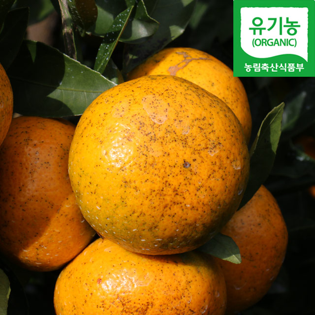 겨울철 별미 제주 유기농 감귤이 수확중입니다. 
더 알아보기 > smartstore.naver.com/zic/products/5…