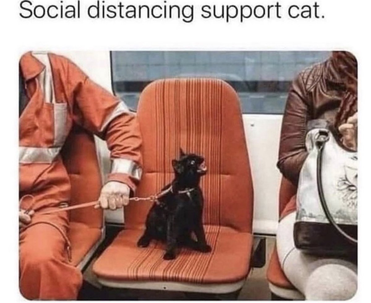 WeAssessCats's tweet photo. https://t.co/978wnoG9KZ