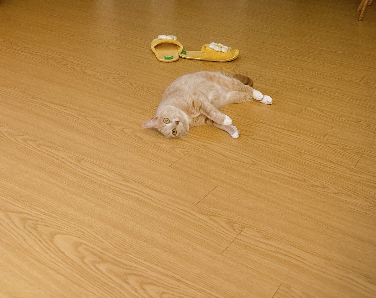 return_second's tweet image. 뒹굴뒹굴