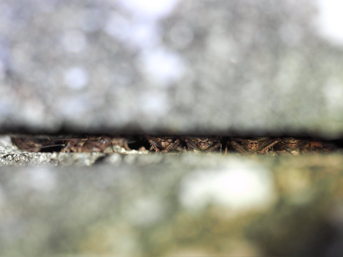 LeoBugCH's tweet image. 張りブロックのすき間でカマドコオロギが鳴いていたのでのぞいてみると、幼虫がわらわら..
2026.1.16 @愛媛県