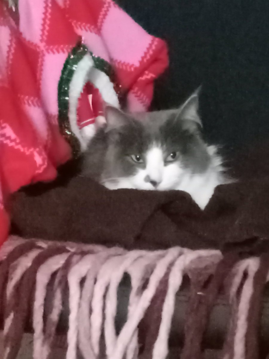 Relmjasper's tweet image. Here's a photo of my cat Bubbles