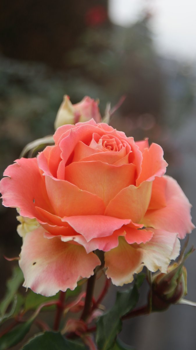 gontanokoneroku's tweet image. I wonder how many photos of roses I have posted on X ? 😅  

#Photography #Flowers #Rose