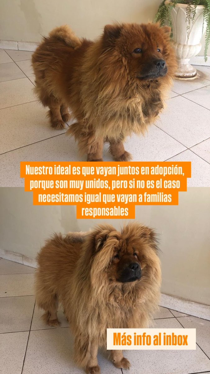 En adopción responsable pareja de chowchows 

Xfa compartir necesitamos urgente que vayan a un hogar responsable