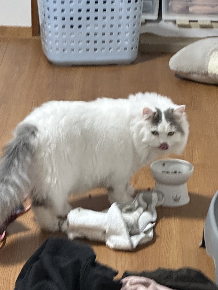 <a href="/meu_ruru/">めうル</a>