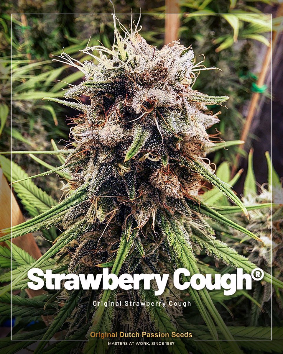 DutchPassion_'s tweet image. 🧑‍🌾 Choosing the right strain makes a big difference when starting out. In our latest blog, we highlight strains that perform well for first-time growers, with an emphasis on ease, consistency and reliable results.

👉 Read the full article on our website.

#DutchPassion #growers