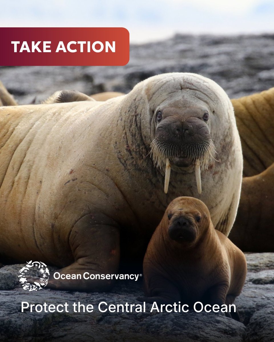 OurOcean's tweet image. Though remote, the Central Arctic Ocean is vital to our world, no matter where we live. 🌎

Start 2026 by taking meaningful action to protect these essential waters! Together, we
can honor the future we all deserve. 🌊

➡️ ACT NOW: bit.ly/4bDkvOl