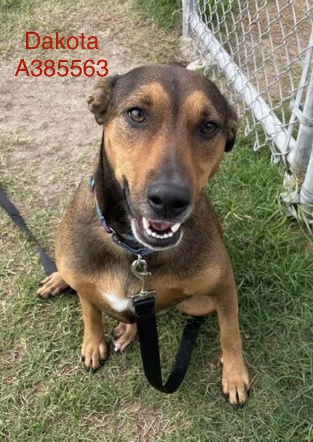 LisaBrabson's tweet photo. DAKOTA #A385563 2yo
This little sweetheart has the most RADIANT personality!
She's a gorgeous girl,so happy,playful &amp; eager for attention!
She will wiggle right into your ❤️ if u save her precious life!
PLZ #ADOPT #FOSTER OR #PLEDGE FOR RESCUE⛑️ #CORPUSCHRISTI #TEXAS plz Retweet https://t.co/582t9ldg10