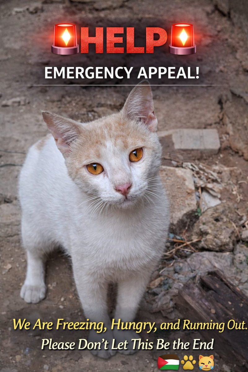 AnimalFriendsAF's tweet image. We are surviving day by day, not because it’s easy, but because walking away was never an option. The cold grows harsher, food becomes harder to secure, and the weight of protecting our children and our cats presses on us constantly. Nights are no longer for rest, but for…