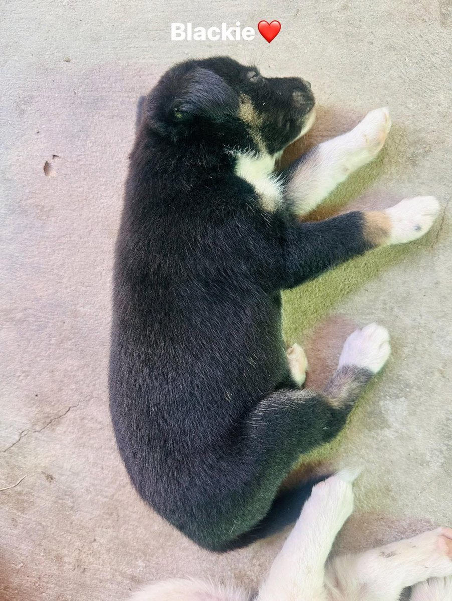 Mew ³²⁷🐶LALISA😼 tweet media