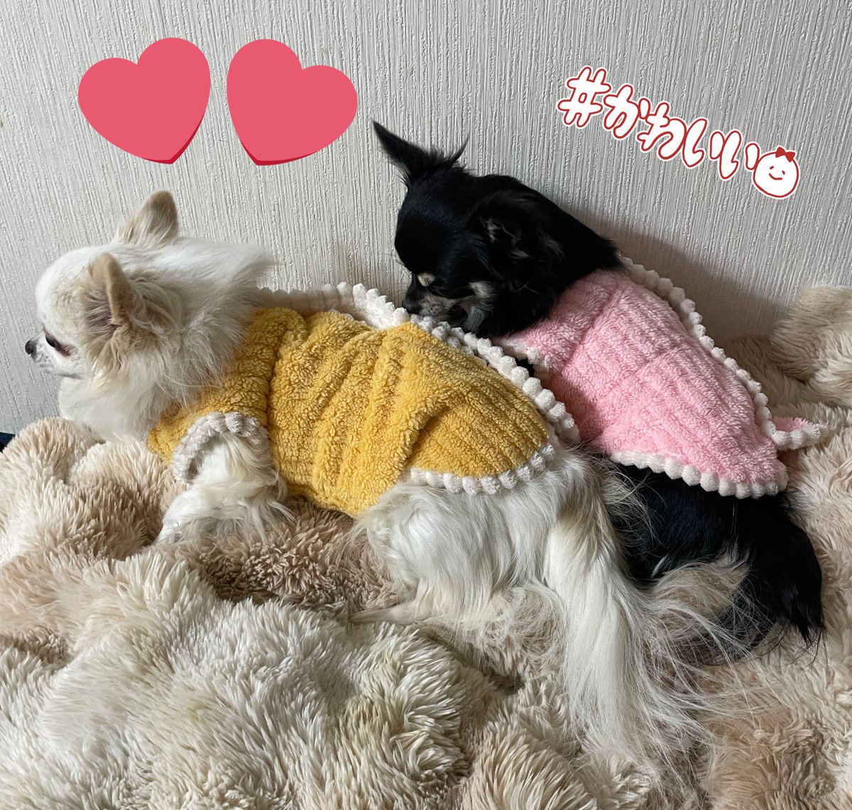 お揃いの服を買ったんだけど、シロ君の方がサイズはいいんだけどちんちんが服の中に入ってしまう😳💦　お腹の所を少し縫ってみましたが、どうでしょうね？
お転婆ガールとねむねむ爺コンビ🫶🏻
長く一緒にいられます様に✨
#チワワ　#秘密結社老犬倶楽部　#シニア犬