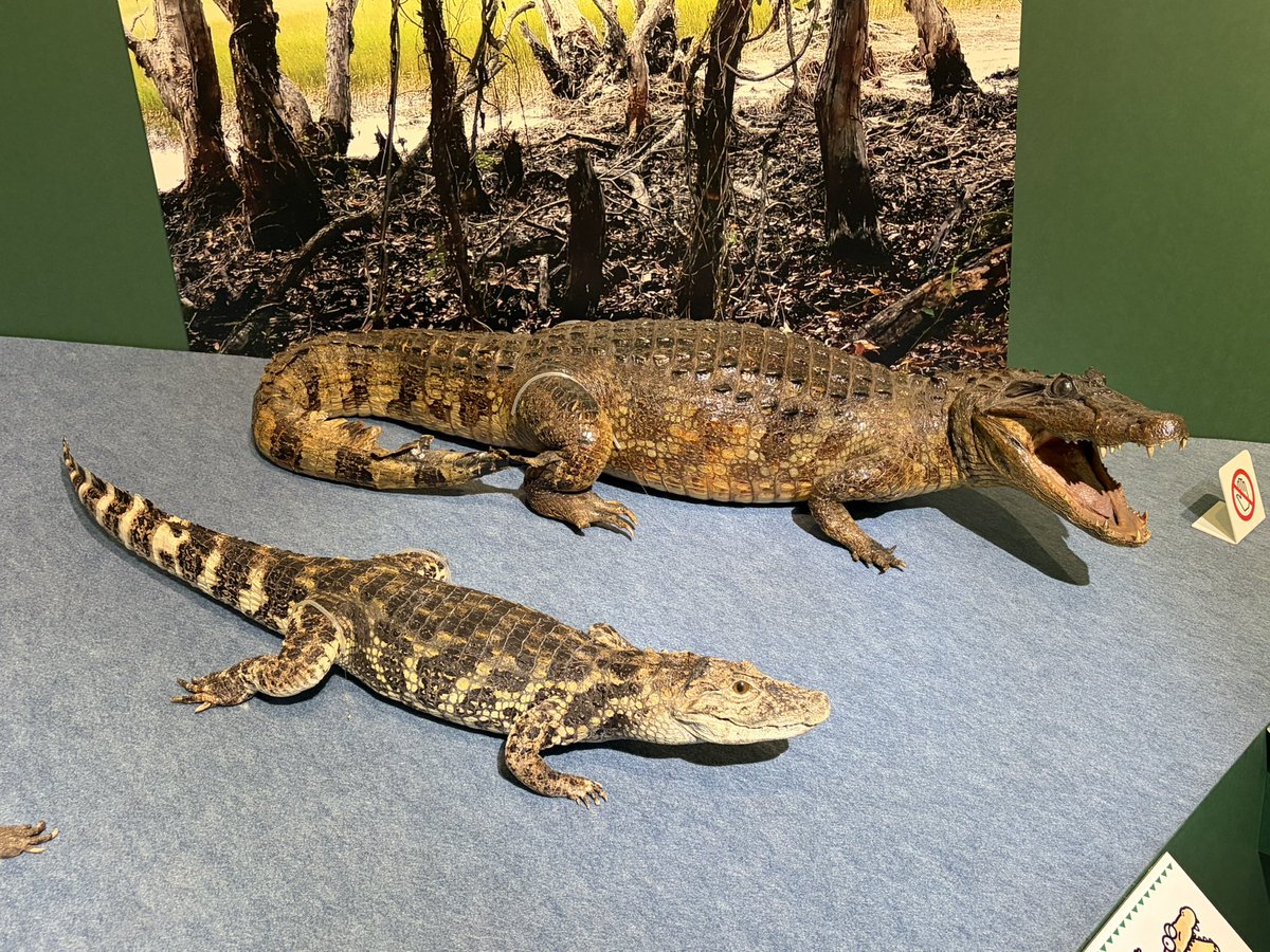 奥の剥製もメガネカイマンじゃなくてクチヒロカイマンだ🐊 #ワニ展