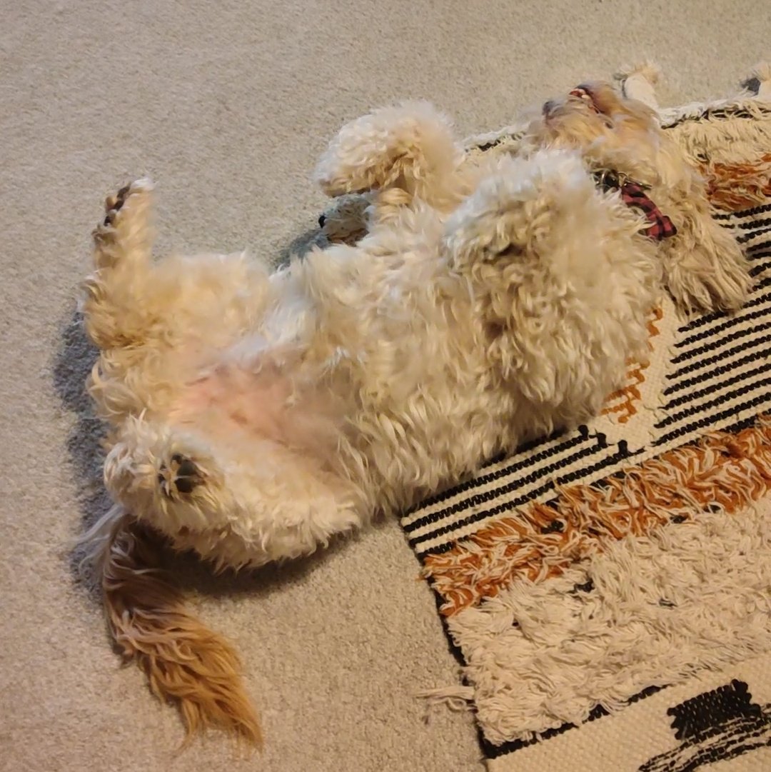 ArieDoodle's tweet photo. It's a DOUBLE #FluffyButtFriday #FlyingLegsFriday kind of day! ππ§Έ Put your legs in the air like you just don't care! π #dogs #GRC #dogsoftwitter #AriesWorld https://t.co/rZNGxJ6lNp