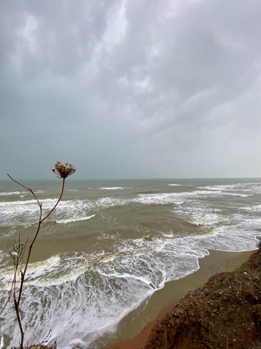 Señorita Sea tweet media