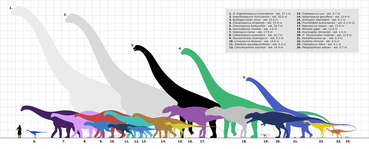 RizkiusMaulanae's tweet image. Obligatory size chart drop by @/Randomdinos01 for better visuals