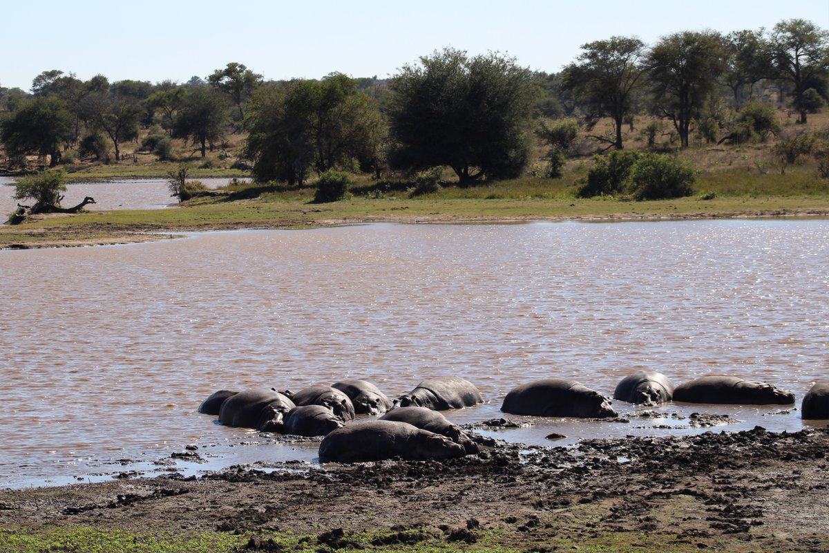 ShutterVista's tweet image. Hippos taking it slow at a quiet waterhole in the Kruger National Park 🦛🌿 A perfect reminder that sometimes the best moments in nature are the calm ones. #KrugerNationalPark #AfricanWildlife #NaturePhotography