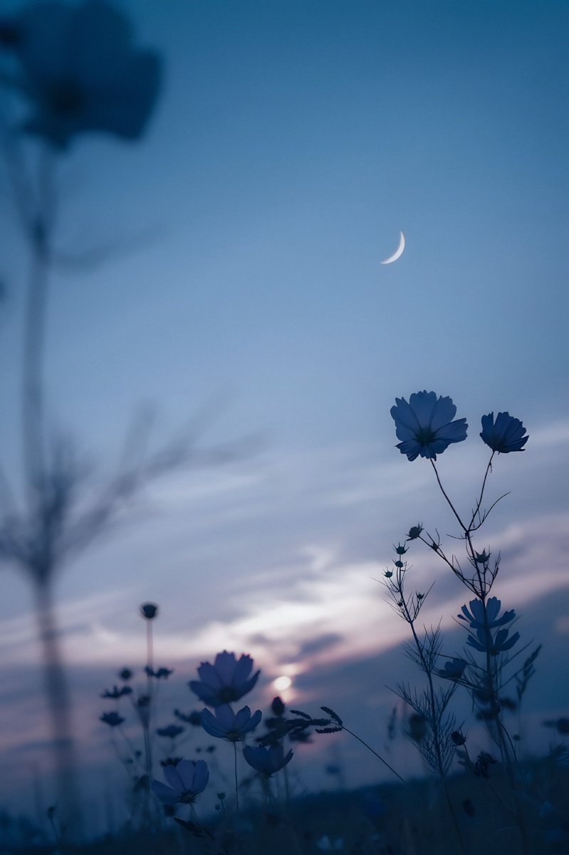 gardenofcolours's tweet image. 