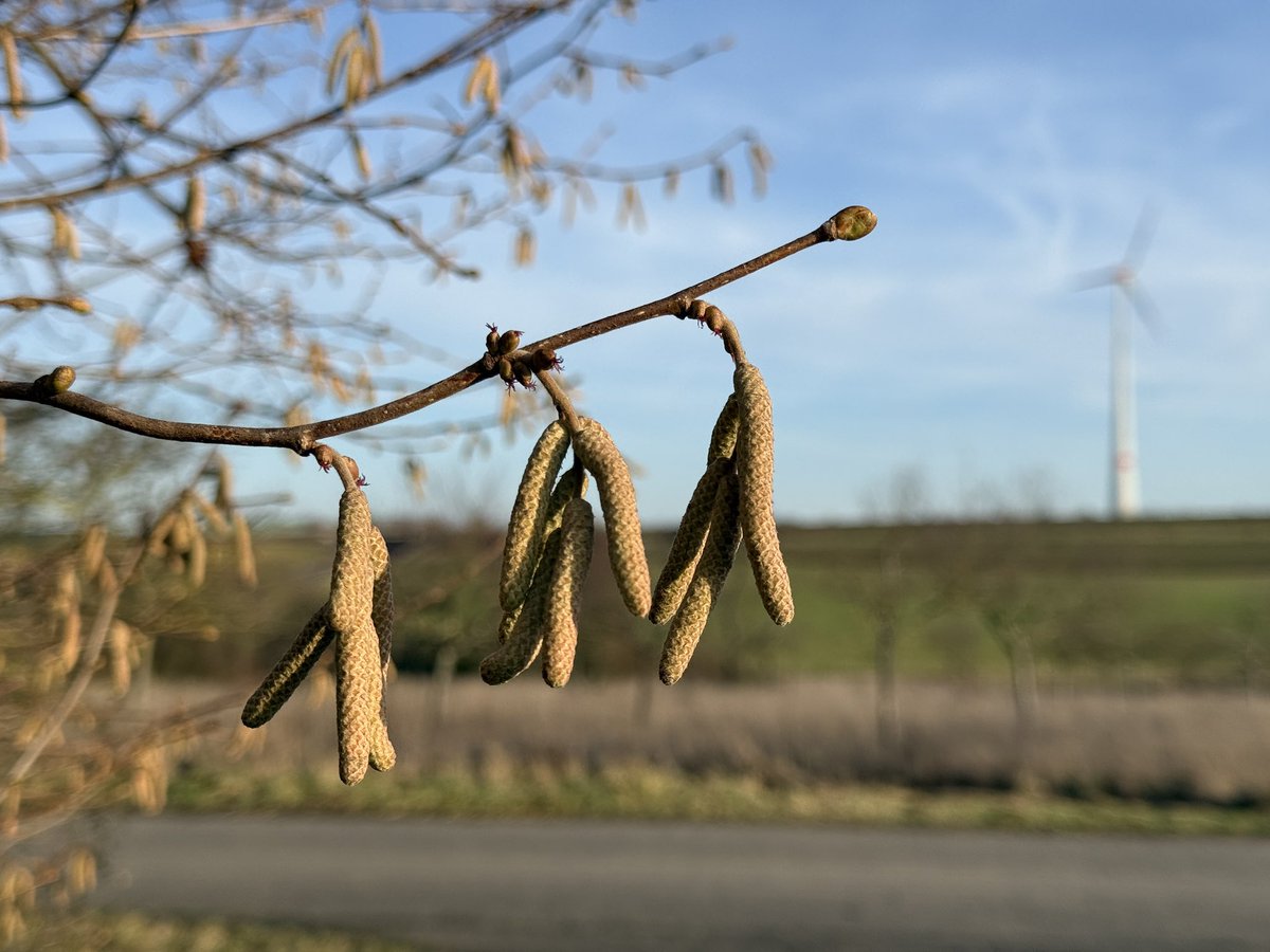 Januar, milde 11 Grad, strahlender Sonnenschein. Ein kleiner Spaziergang in der Mittagspause. 
Die meisten Bäume wirken noch kahl, aber bei genauerem Hinsehen kann man schon erste Blattknospen entdecken. Auch auf manchen Feldern treibt schon wieder erstes frisches Grün aus.