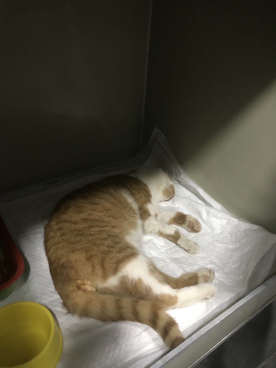 binas1976's tweet image. Вуглик вже кастрований 
Після наркозу вже в боксі 
Долучитися до оплати лікування і перетримки можна за посиланням на банку Моно 
send.monobank.ua/jar/1m4u6uEjX