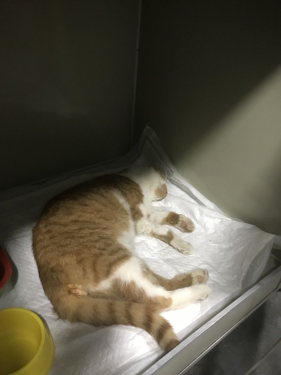 binas1976's tweet image. Вуглик вже кастрований 
Після наркозу вже в боксі 
Долучитися до оплати лікування і перетримки можна за посиланням на банку Моно 
send.monobank.ua/jar/1m4u6uEjX