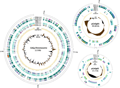 Nicolas Corradi tweet media