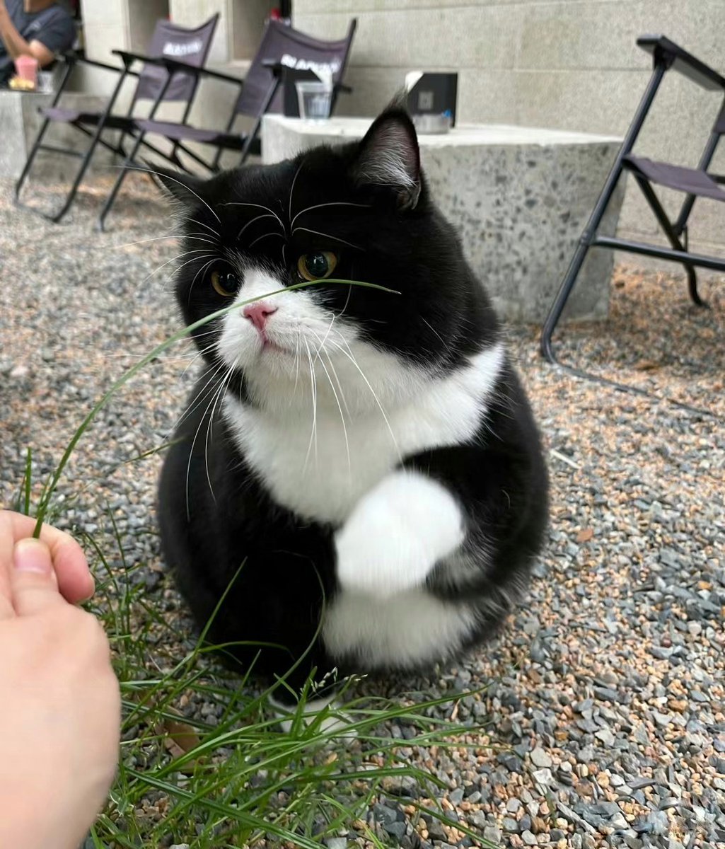 nocontextscats's tweet image. moo