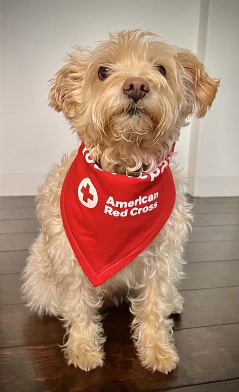 RedCrossLA's tweet image. Even our four-legged friends support our mission! 🐕

Join us in helping families and communities prepare for, respond to, and recover from emergencies.

Learn how you can make a difference: rdcrss.org/32kynYh

#RedCross #Volunteer #MissionDriven