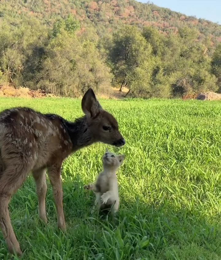 rinny (@fawns) on Twitter photo 