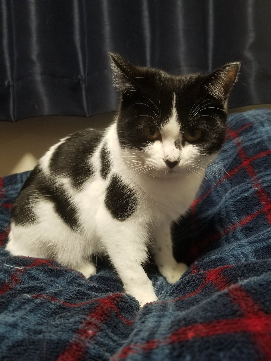 避妊手術終了。
次回の経過観察までまだ完全に安心は出来ないけどとりあえず手術自体は乗り越えてくれてほっとしてる。