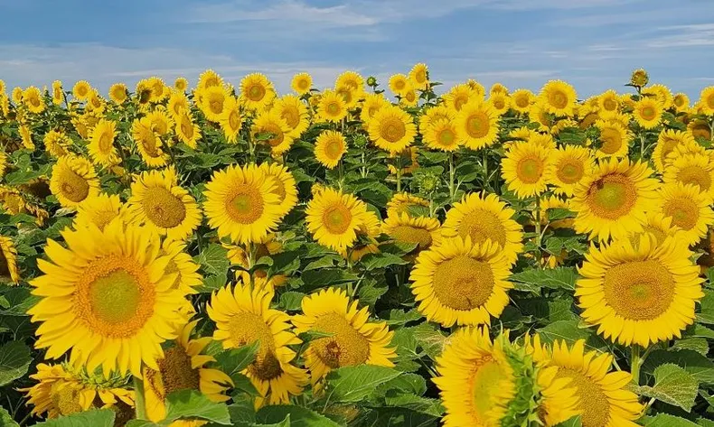 Martin Oesterheld tweet media