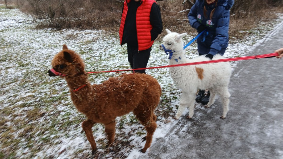 Takéto podivuhodné Božie tvory som stretol dnes počas dnešného kĺzavého behu. Hádajte, čo to je!