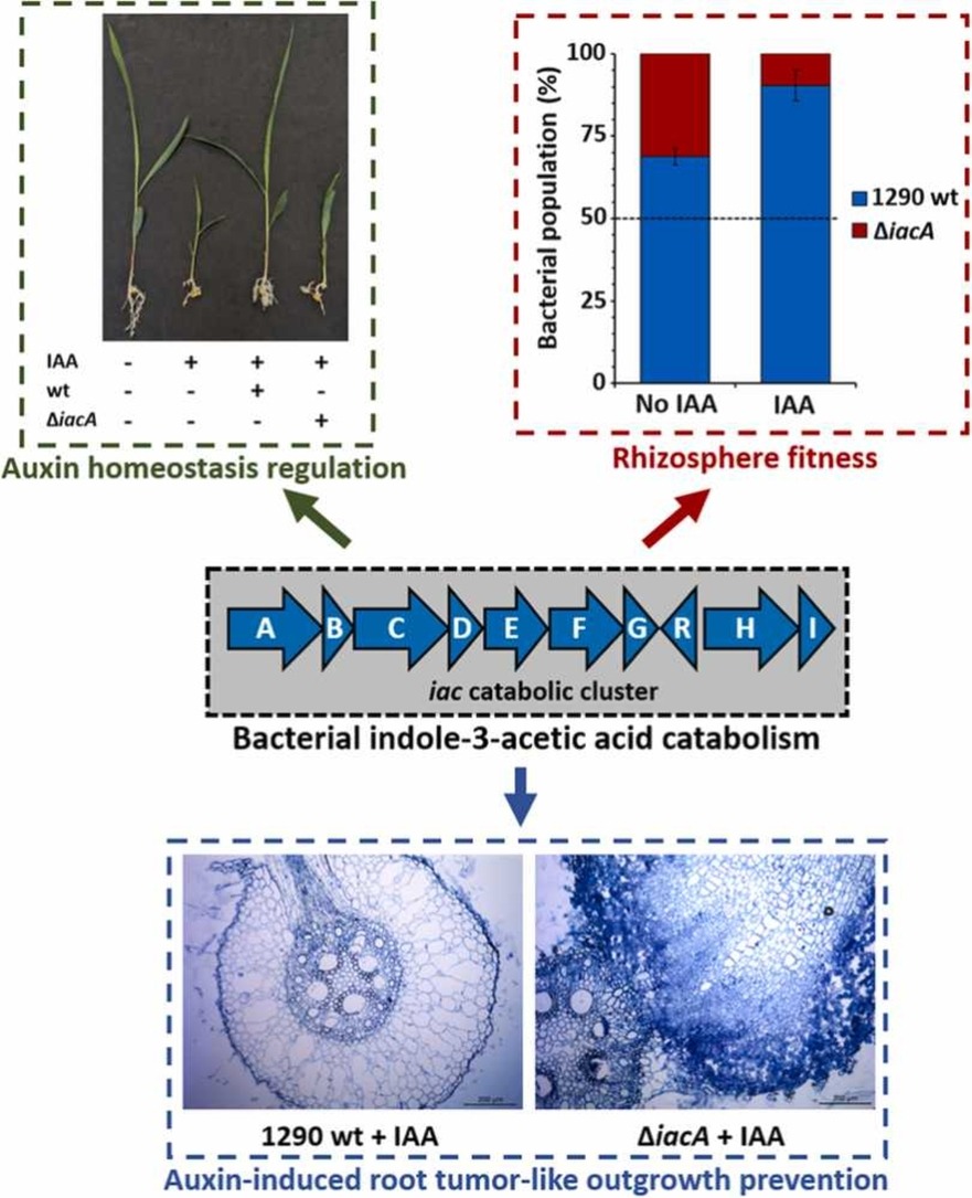 AmaliaRocaH's tweet photo. Plants &amp; microbes communicate through hormones 🌱🦠
Bacterial auxin signaling shapes plant–microbe interactions, modulating virulence, stress resistance, and adaptation to plant-associated niches.
@miguel_matilla
@CSICdivulga
@SEMicrobiologia
See: https://t.co/a0eda4kDyd https://t.co/MRIP9G6UJ6