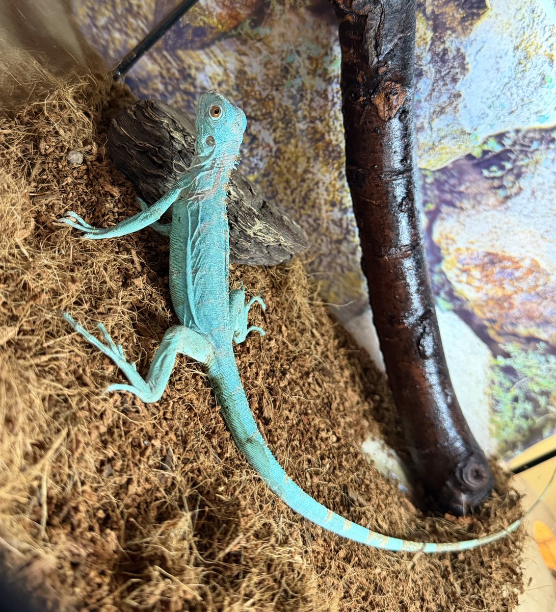 ouji2pet's tweet photo. オカメインコ、ウロコインコミント、クロクマロング、グリーンイグアナブルー
入荷してます‼️
Xの方おさぼりしててすみません🙄😵‍💫 https://t.co/bblvOHbRMu