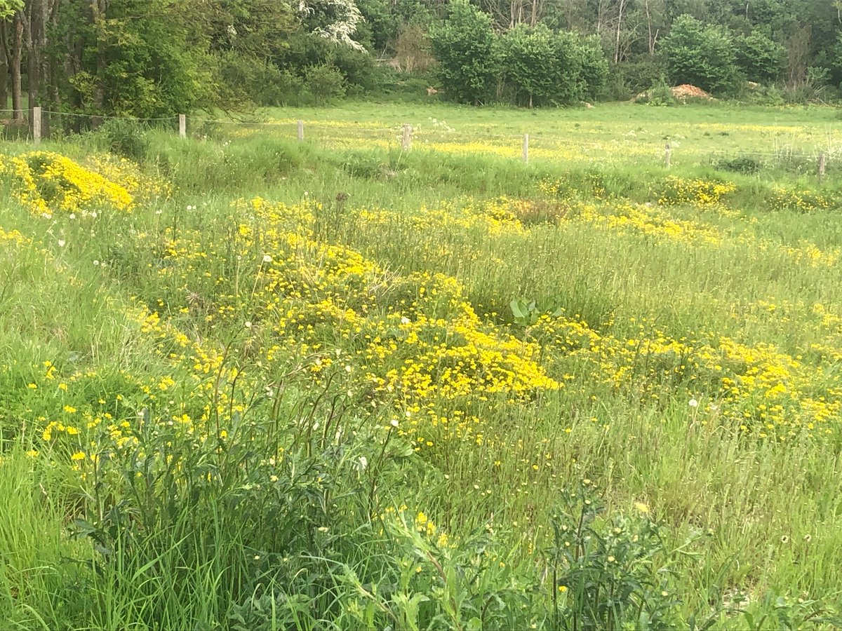 Butterfly Conservation 🦋 tweet media