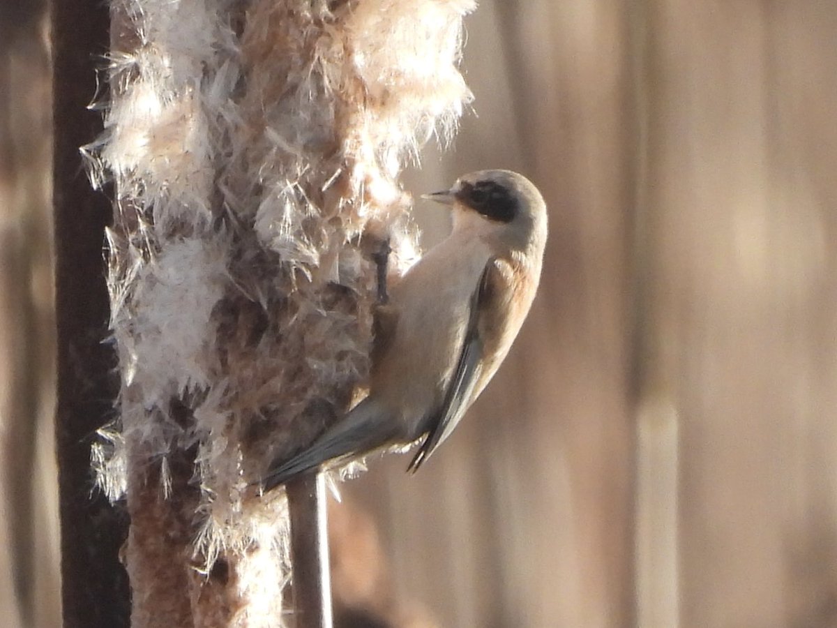 Paul Masters tweet media