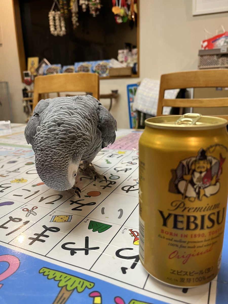hrnee's tweet image. ただいま🍺。
#ツイッター晩酌部 
#ほんじつのピルスくん 
#ヨウム