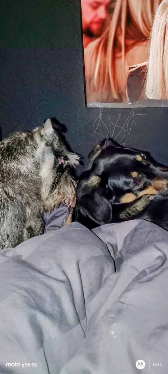 Messi tuli meille hoitoon, onneksi se rauhallinen kaveri eikä häslää kokoajan 😄