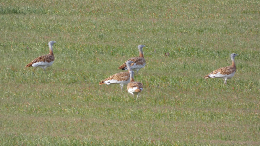 Un invierno diferente en el Parque Nacional de las Tablas de Daimiel ❄️🐦

Por primera vez, un grupo de espátulas🥄  ha elegido el parque para pasar el invierno.

A ellas se suman varias avutardas 🪭 que nos están acompañando en el entorno estos meses.
