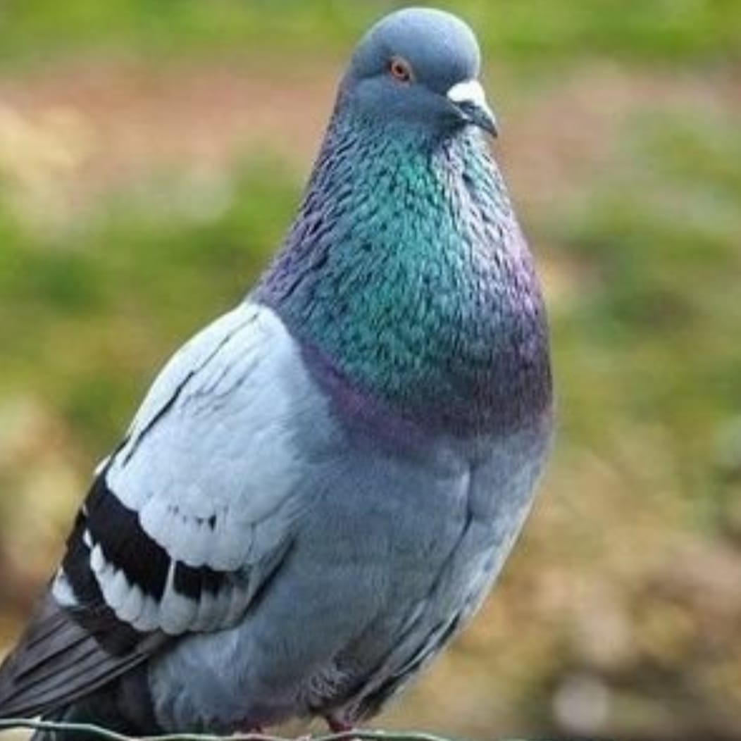 im_peacock_'s tweet image. The bird I       Vs   The bird that likes
    Like🔥                              me 😭