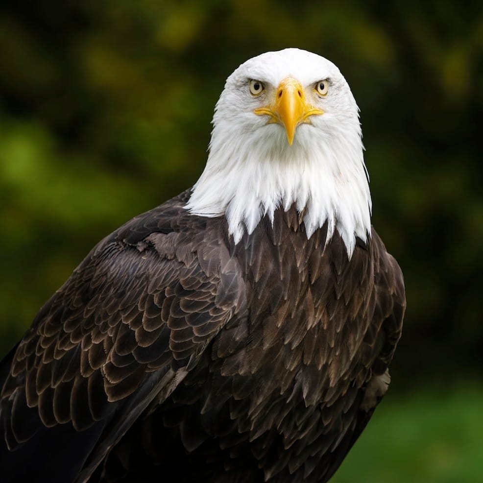 im_peacock_'s tweet image. The bird I       Vs   The bird that likes
    Like🔥                              me 😭