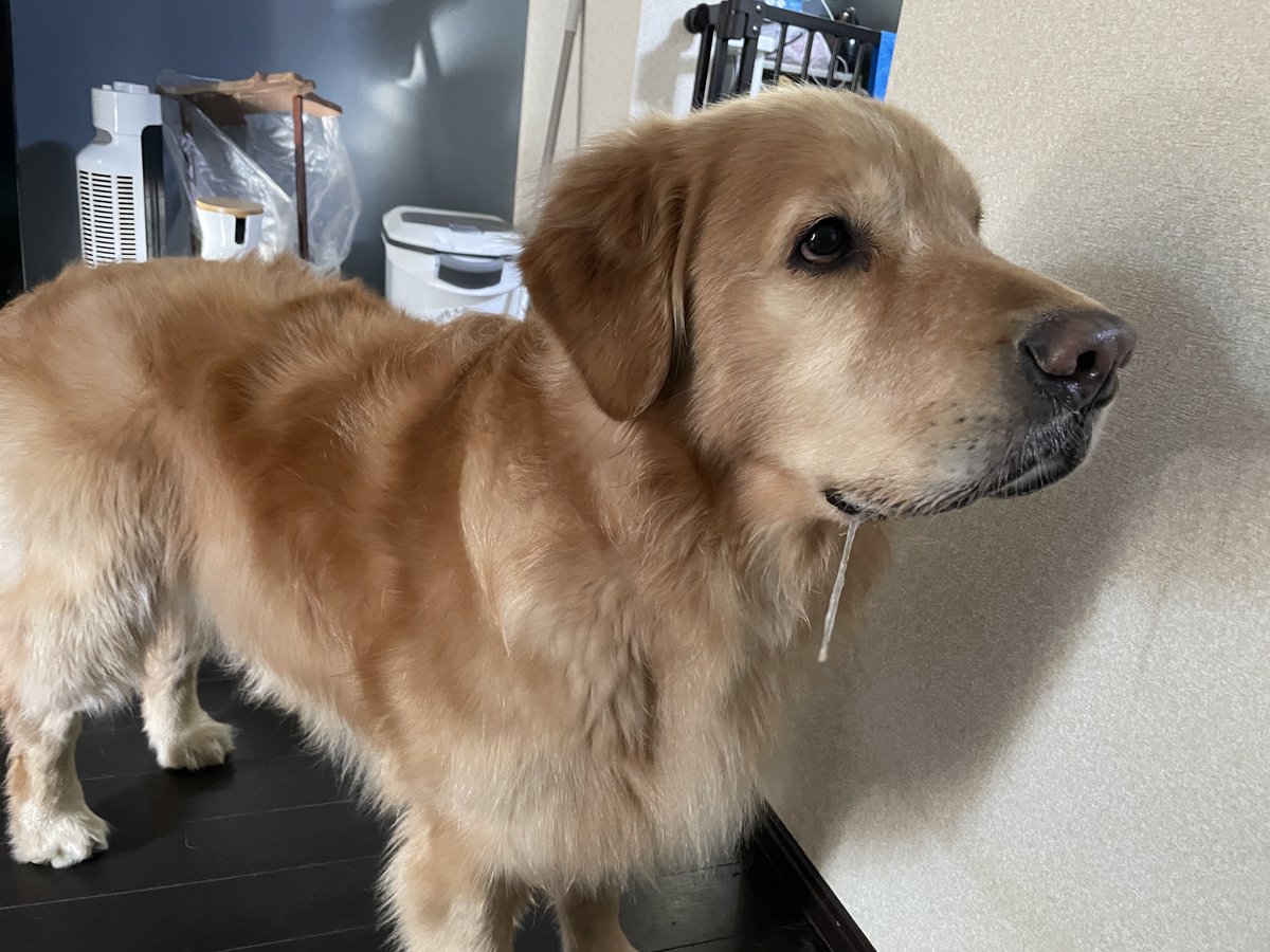 セナ・困り顔のゴールデンレトリバー (@mofusenna) / Posts / X